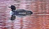 Loon At Sunrise_24609